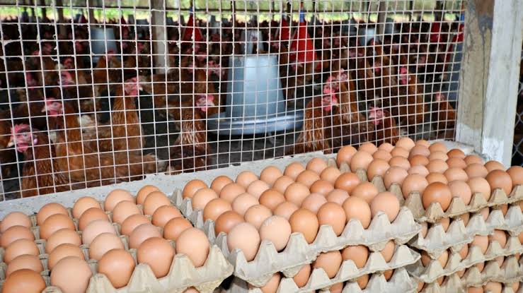 Table Eggs
