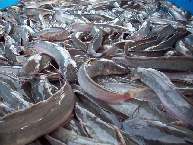 Aquaculture Division