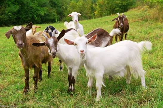 Goat Livestock