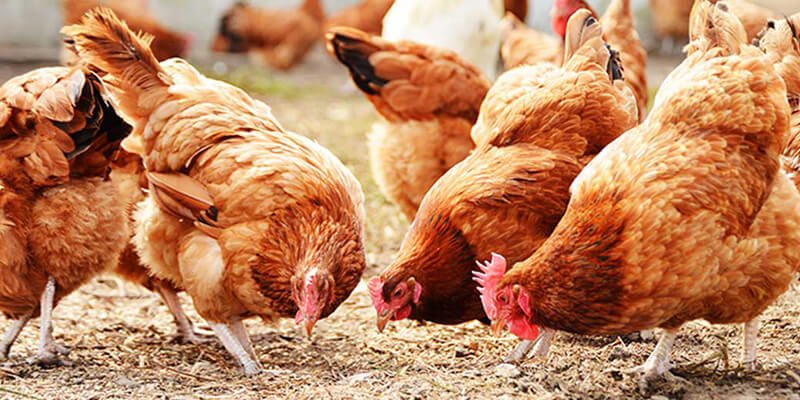 Poultry Division