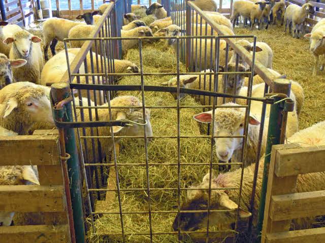 Sheep Livestock